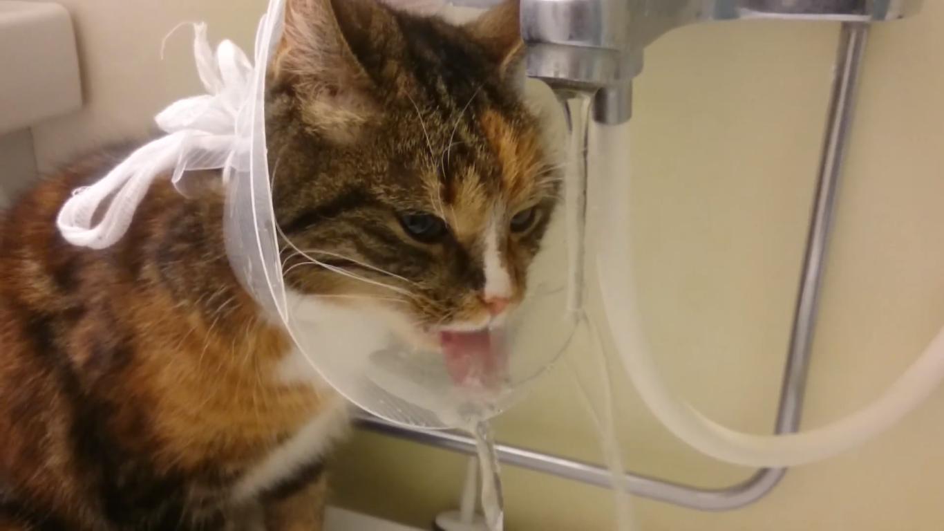 This Gallery of 14 Cats after Surgery Will Have You in Stitches