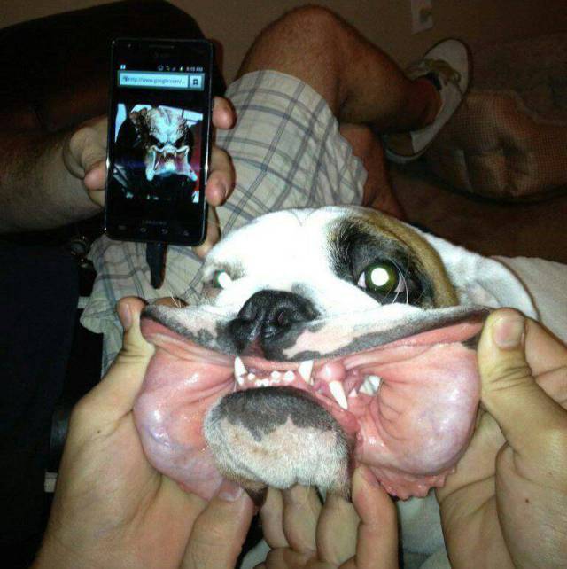 17 - 40 Cool Ass Pics To Fill Your Day With Fun