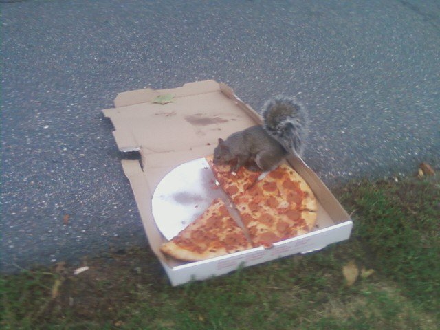 Image result for squirrel eating pizza