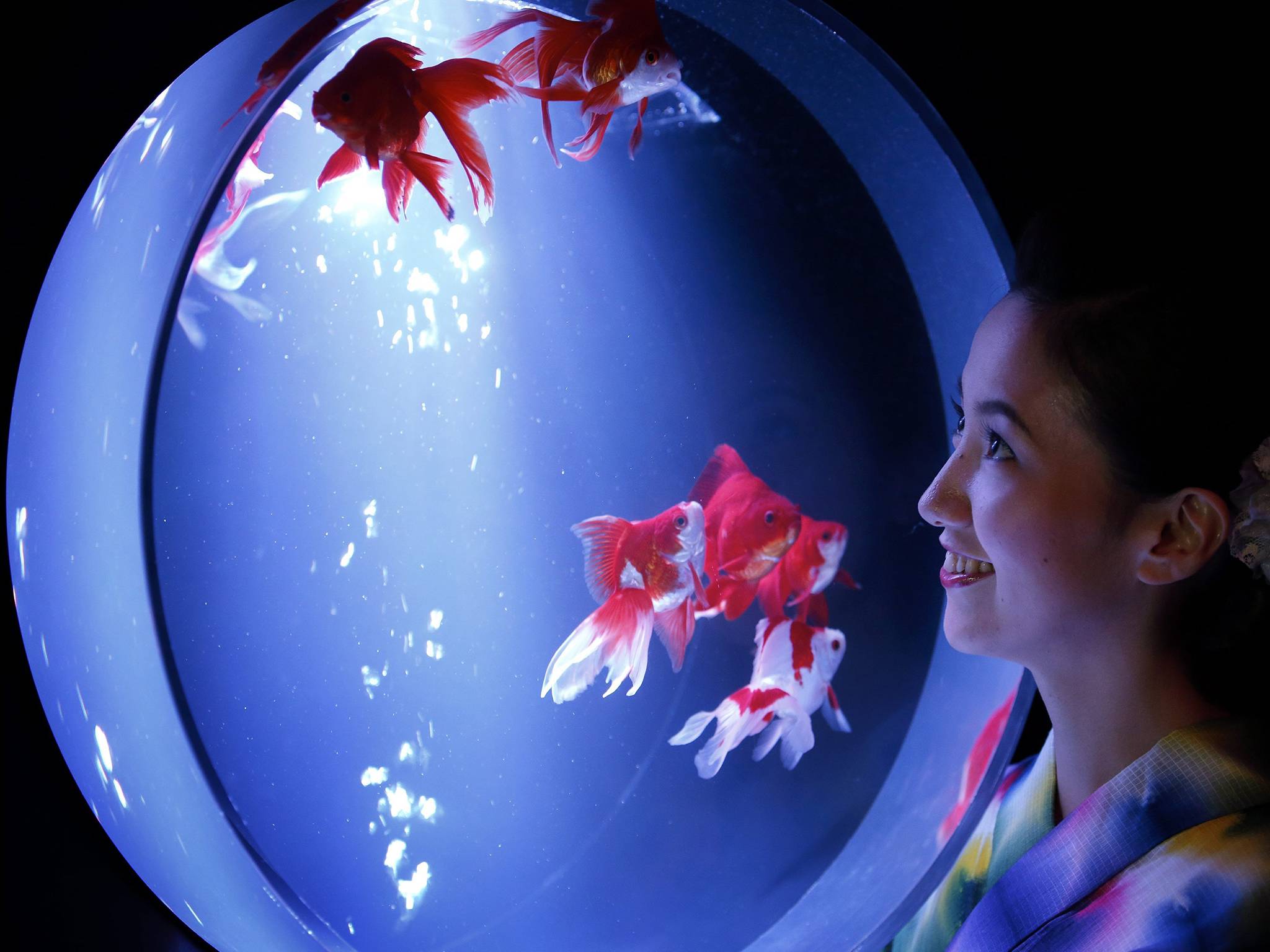 Art Aquarium Exhibition In Japan Gallery eBaum's World