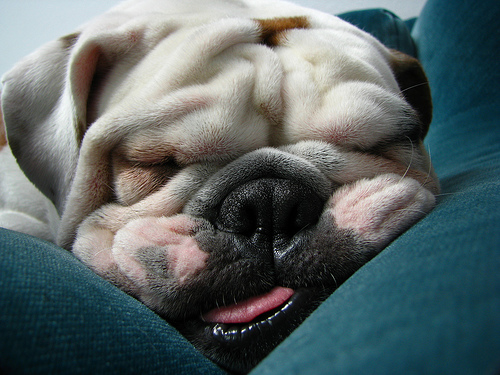 Image result for funny sleeping dog