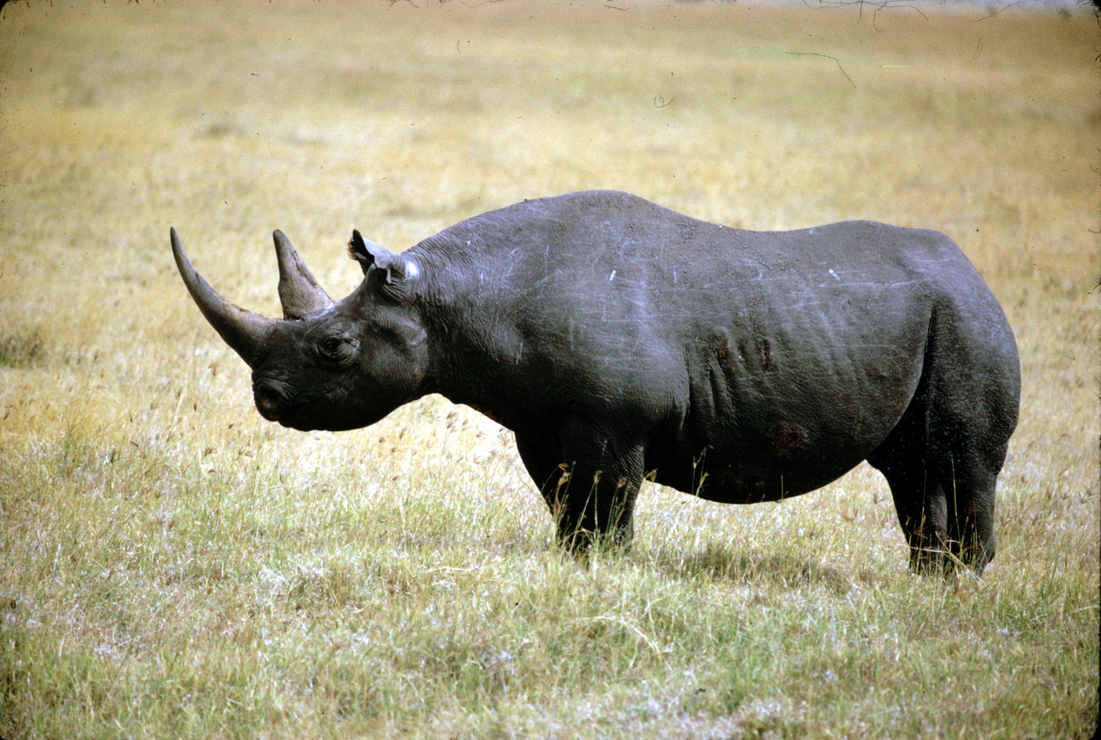 Resultado de imagem para western black rhinoceros