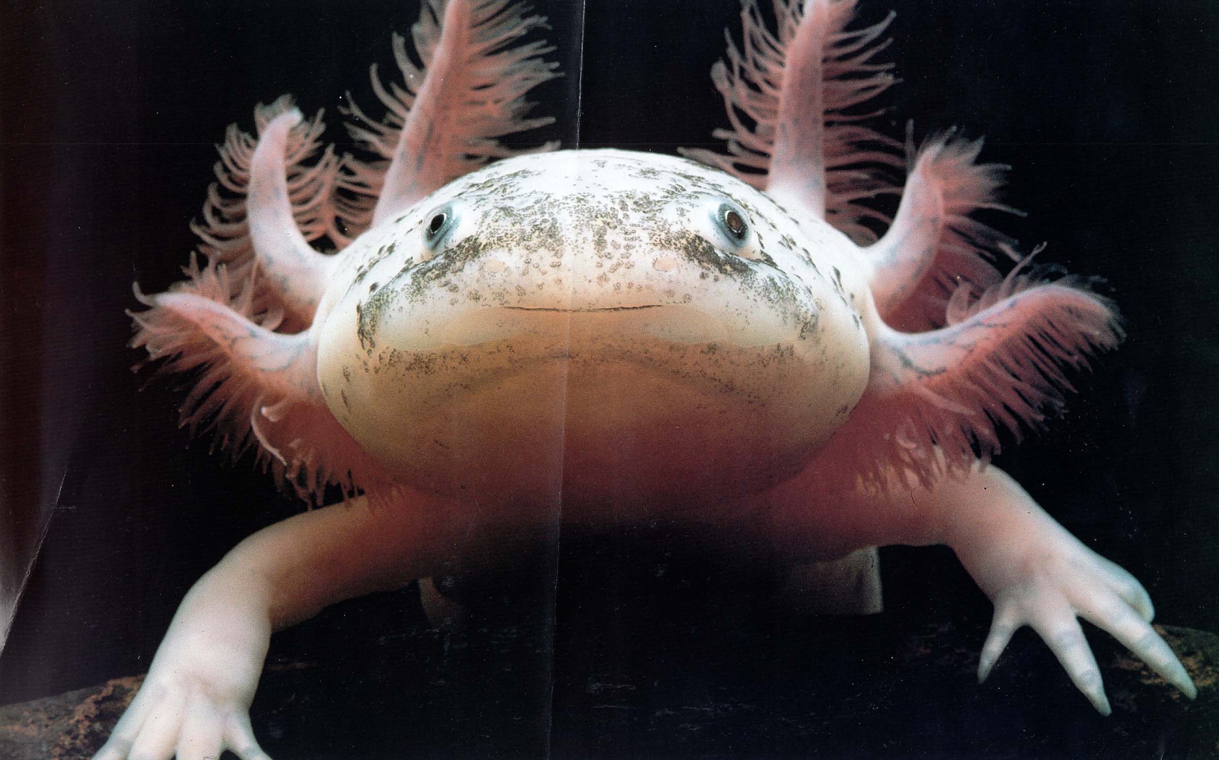 2008 Top 10 Ugliest Animals Gallery EBaum s World