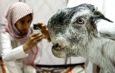 Most Beautiful Goat Competition - Gallery | eBaum's World