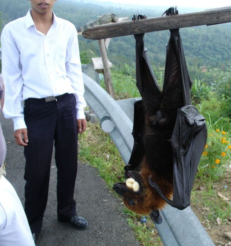 Bat Mammal