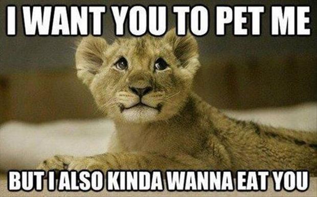 Funny animals with quotes - Gallery