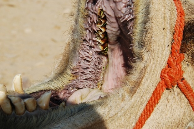 The innards of a camel’s mouth.