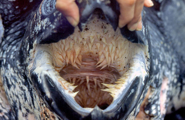 A deep view into a turtle’s mouth.