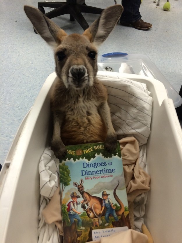 5 - A baby kangaroo that's ready for his bedtime story.