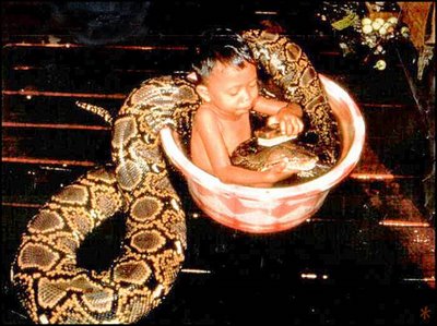 snake baby eating snakes python big alive next human babies giant kid thailand anaconda child parenting stupid their kids kind