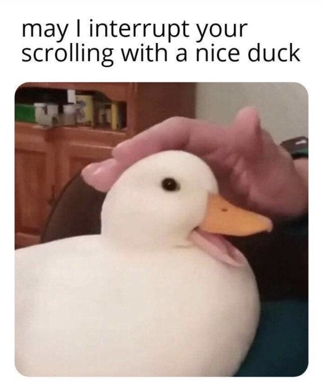 Horny duck