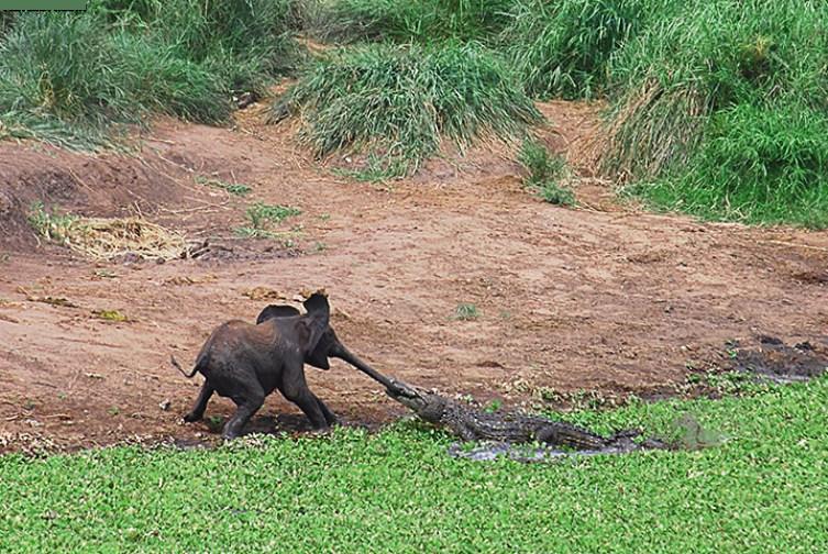 Elephant Vs Alligator