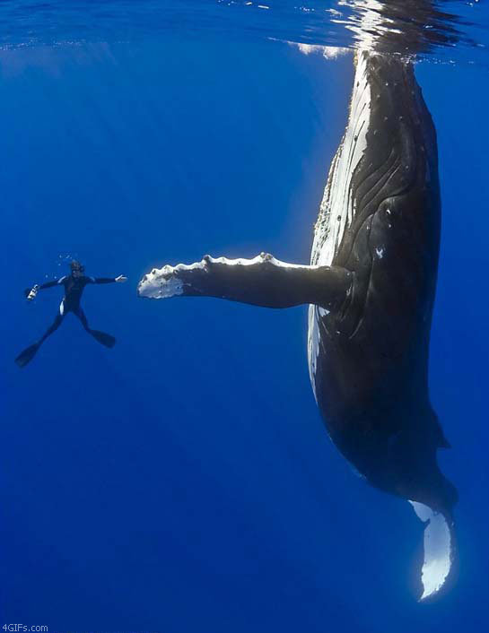 whale high five