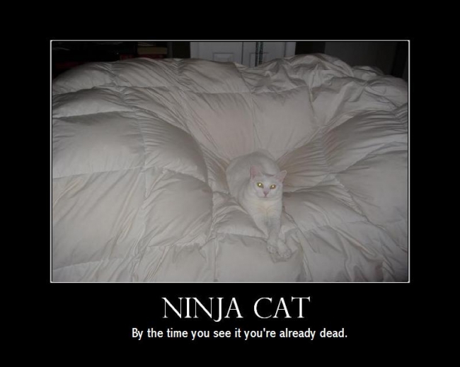 cat ninja 1