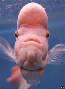 ugly fish picture