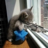 Cats With Snipers
