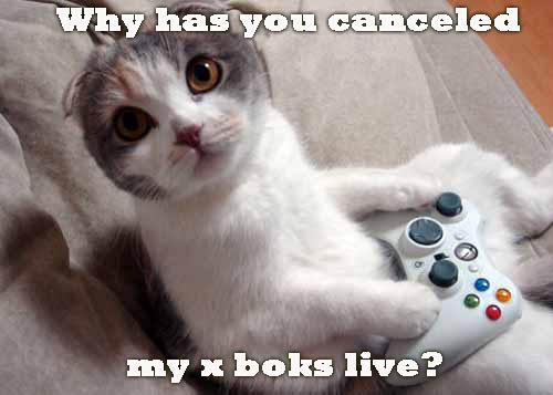 xboxcat.jpg