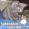 Surrender Fuzzy One