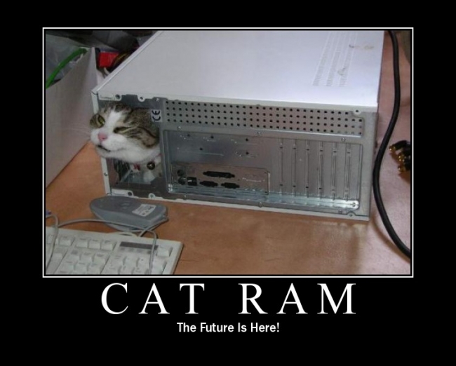 Cat Ram