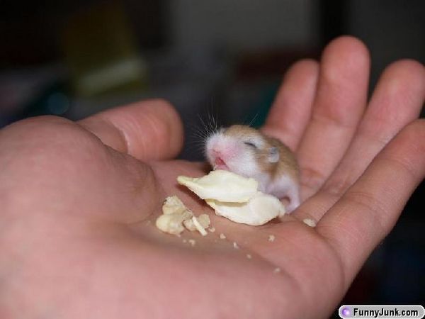 Nude Hamster 104