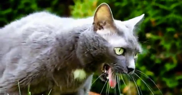 Cats Puking To Techno - Video | eBaum's World