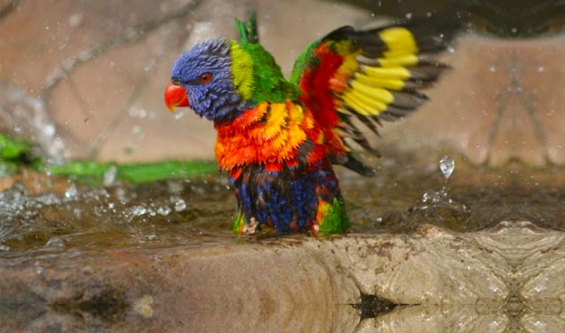28 Amazingly Colorful Animals - Animals & Nature Gallery | eBaum's World