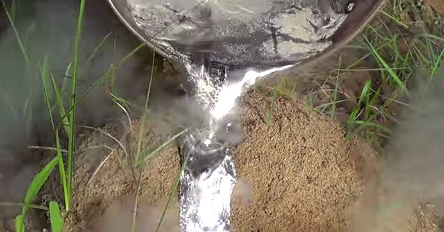 Pouring Molten Aluminum Into A Fire Ant Hill - Animals & Nature Video ...