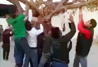kids hanging from a tree branch