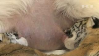 Abandoned Tiger Cubs Adopted By Shepherd Dog view on ebaumsworld.com tube online. Abandoned Tiger Cubs Adopted By Shepherd Dog view on ebaumsworld.com tube online.
