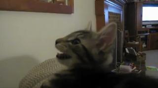 Cat Sounds Like Whooping Cough Cat Sounds Like Whooping Cough