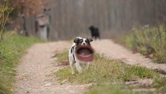 The Dog Goes Woof Creepy Video Ebaums World