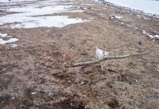 Small dog, very big stick