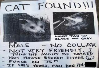lost cat possum