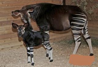 part zebra part horse - Picture | eBaum's World