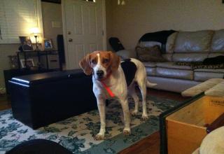 My Walker Hound - Picture | eBaum's World