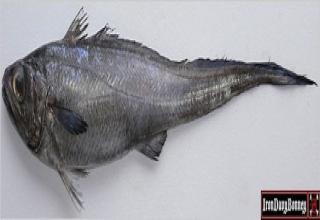 This is The Fish Used by McDonald's, Long John Silvers
