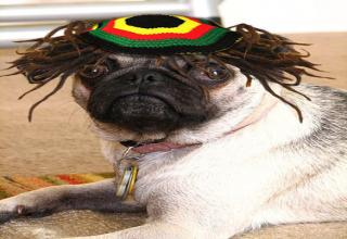 rasta pug teddy