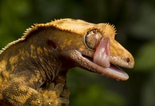 Animals That Can't Keep Their Tongues In - Gallery | eBaum's World