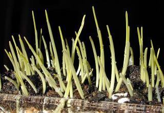 Grass Growing