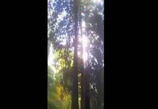 Dog And Owner Have Close Encounter With A Black Bear