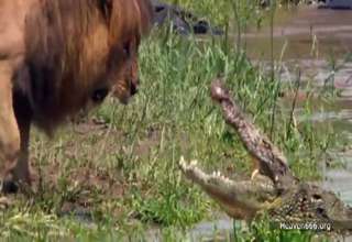 Baboon Vs Crocodile