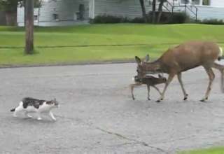 Deer attacks dog. - Video | eBaum's World