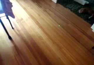 Cat Laser Bowling