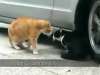 Cats Breaking Up