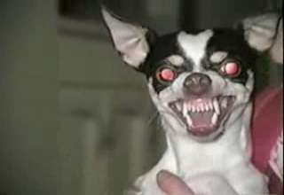 Evil Chihuahua - Video | eBaum's World