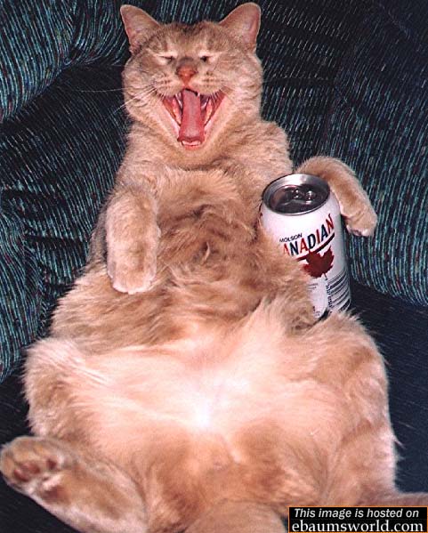 Drunk Cat - Picture | eBaum's World