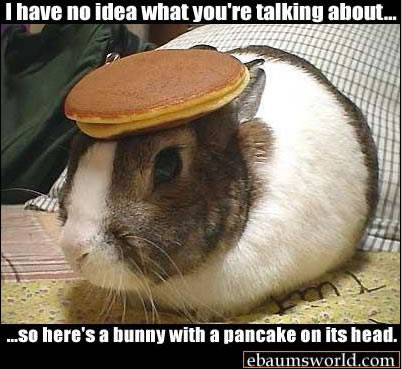 bunny with a pancake on his head - I have no idea what you're talking about... ...So here's a bunny with a pancake on its head. ebaumsworld.com