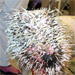 When porcupines attack!