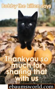 black kitten on pumpkin - Bobby the killen says Thankyou so much for sharing that with Us ebaumsworld.com