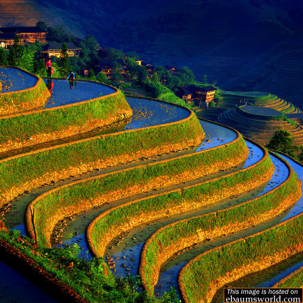 rice paddies china - This image is hosted on ebaumsworld.com